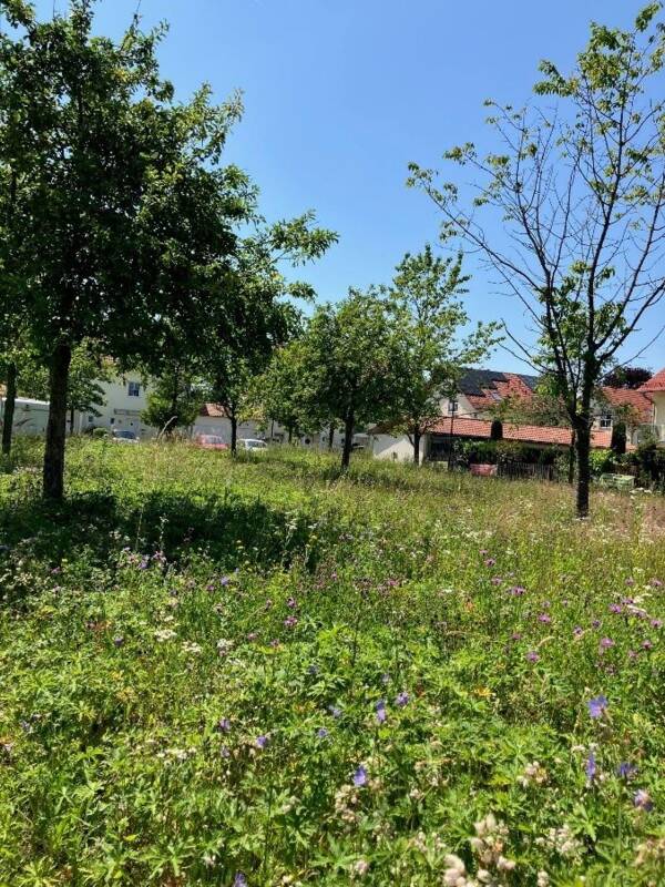 Blühfläche unter Streuobstwiese in der Brunnenstraße